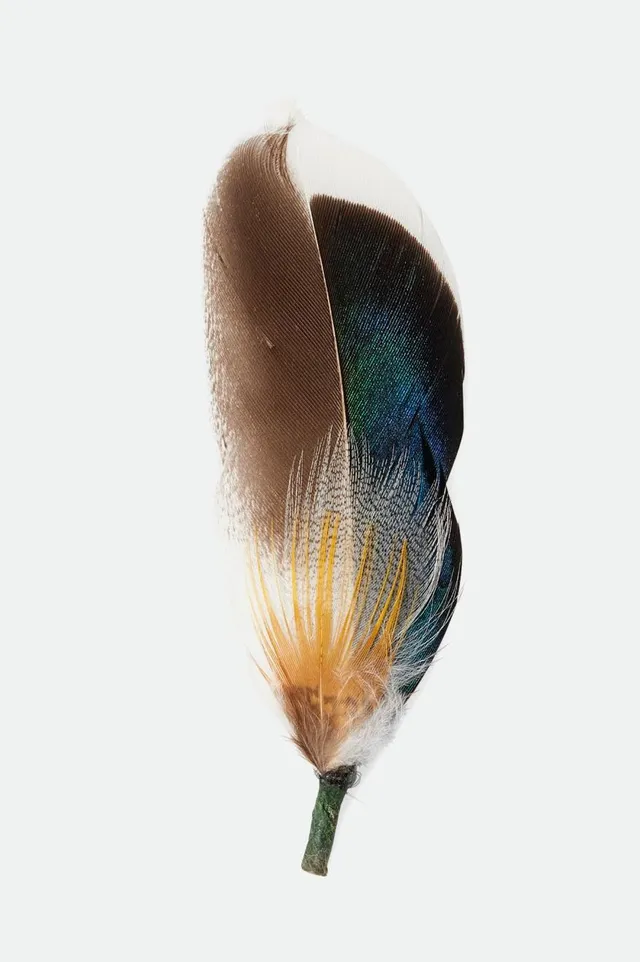 brixton-hat-feather-hutfeder-moonlit-ocean image 1