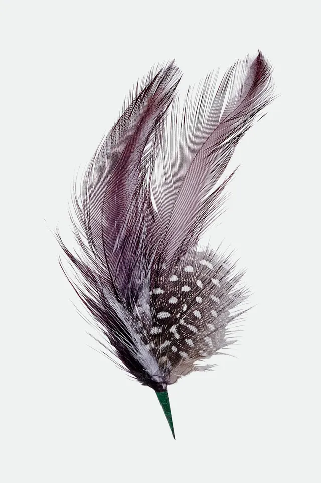 brixton-hat-feather-hutfeder-burnt-henna-black-naturfeder image 1